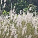 কাশফুলের শুভ্রতা, শিউলির সুবাসে উমার আগমনী বার্তা, শরতের আবেশে পুজোর প্রতীক্ষায় বাঙালি