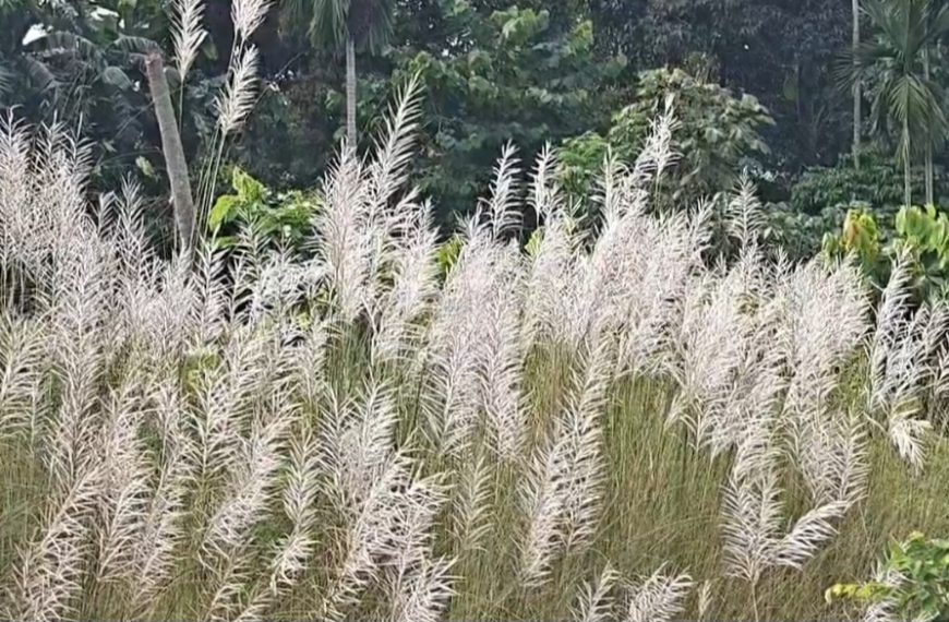 কাশফুলের শুভ্রতা, শিউলির সুবাসে উমার আগমনী বার্তা, শরতের আবেশে পুজোর প্রতীক্ষায় বাঙালি