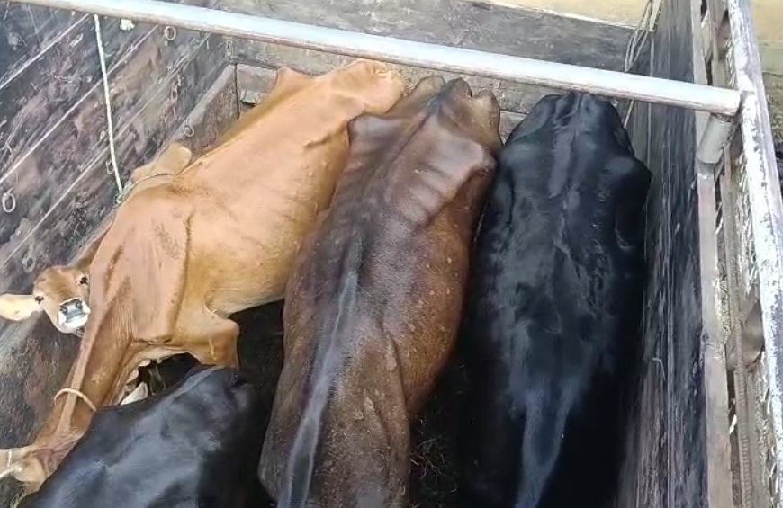 আমতলীর বাবুল চৌমুহনী থেকে ১১টি গরু-সহ বোলেরো ম্যাক্স আটক, গ্রেফতার চালক