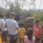ঝাড়খণ্ডে মাঠে মৃত হাতি, দুই দাঁত উধাও, শিকারিদের যোগের সন্দেহ