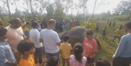 ঝাড়খণ্ডে মাঠে মৃত হাতি, দুই দাঁত উধাও, শিকারিদের যোগের সন্দেহ